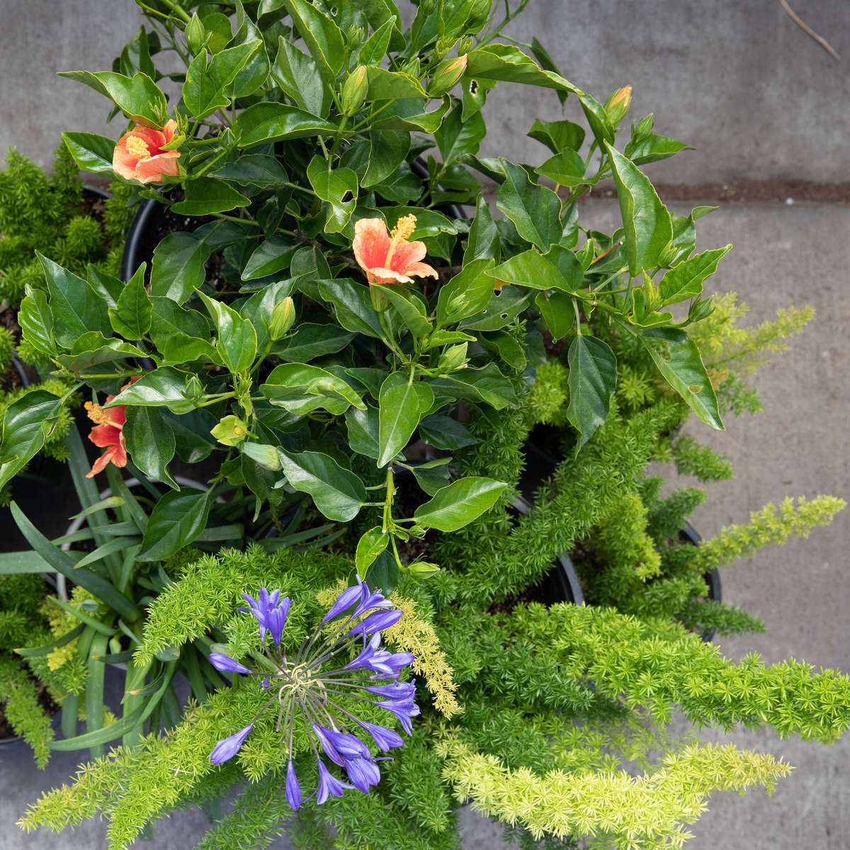 photo: Hibiscus, Asparagus Fern, Lily of the Nile