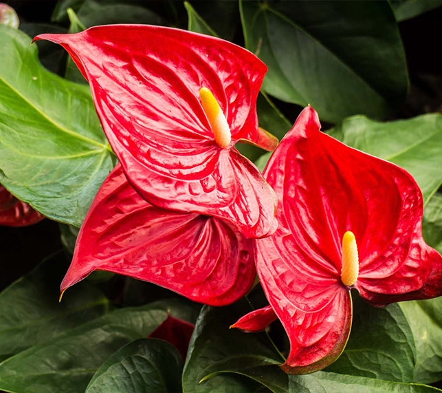 Blooming Red Flamingo Lily