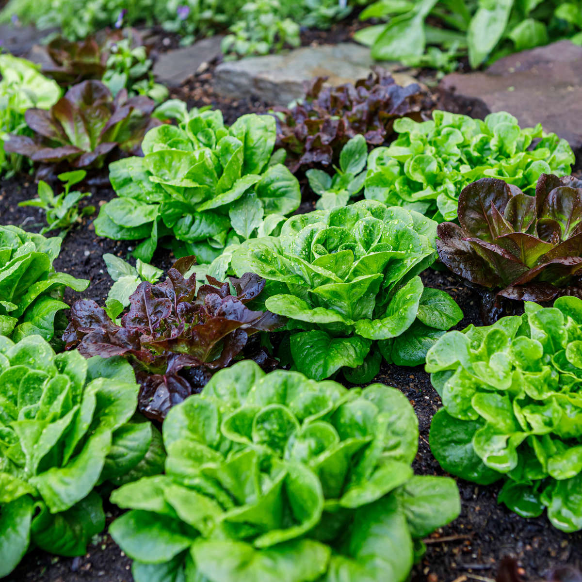 Growing salad greens in the garden