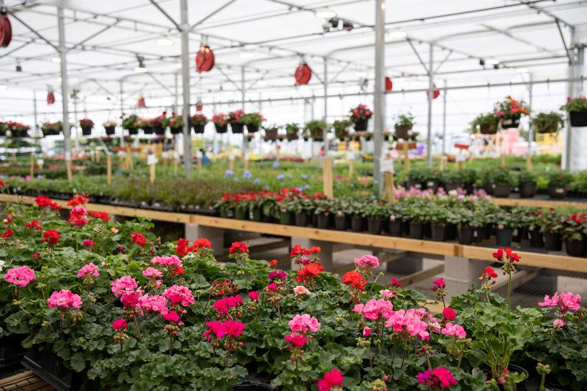 Irving Annuals And Perennials Greenhouse