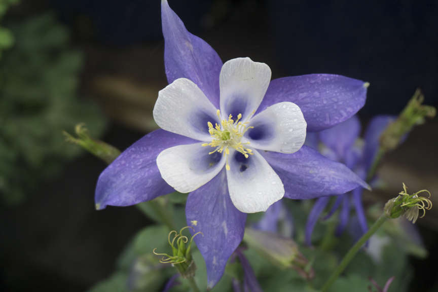 Columbine Blue Columbine Blue