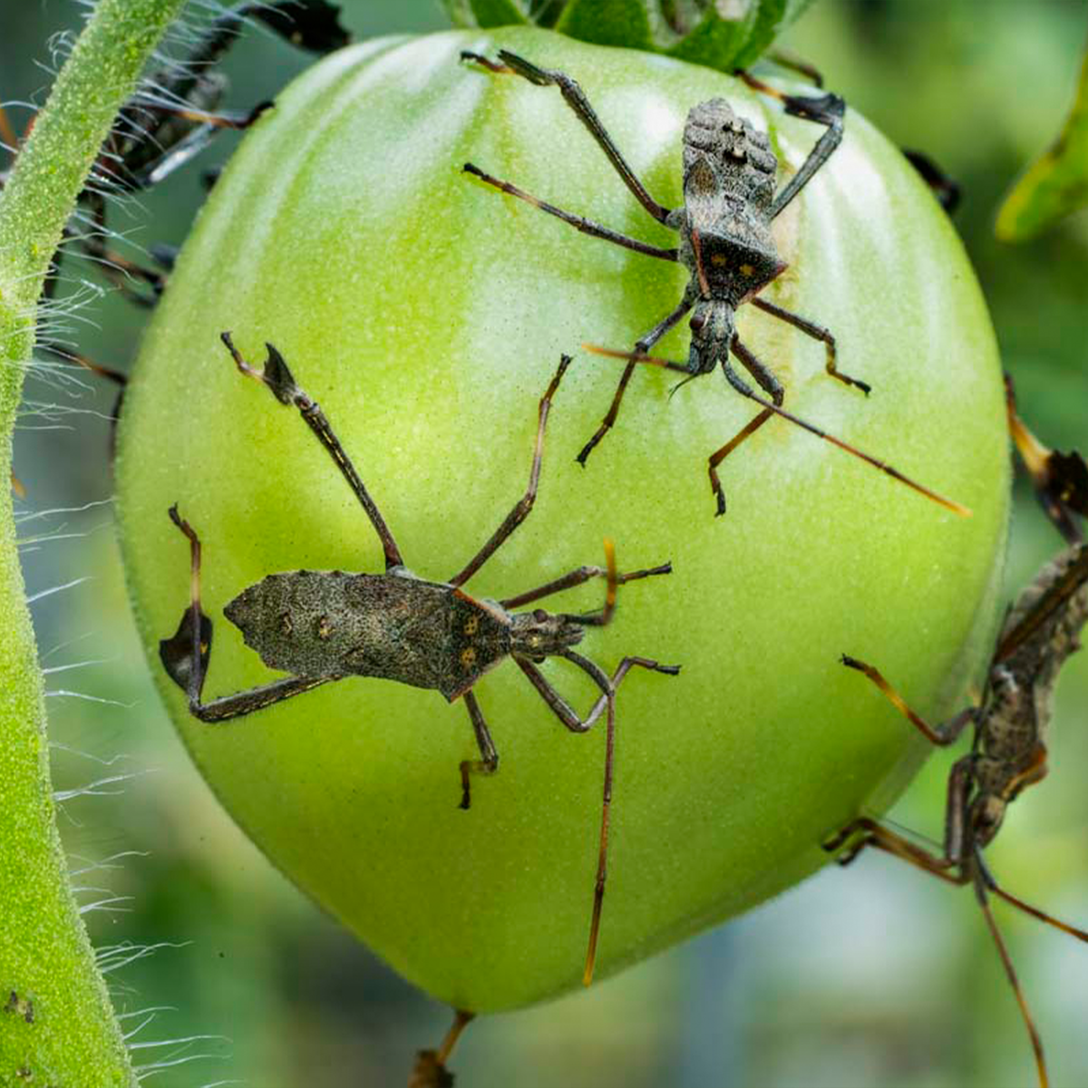 Leaffooted Bug on Tomato 