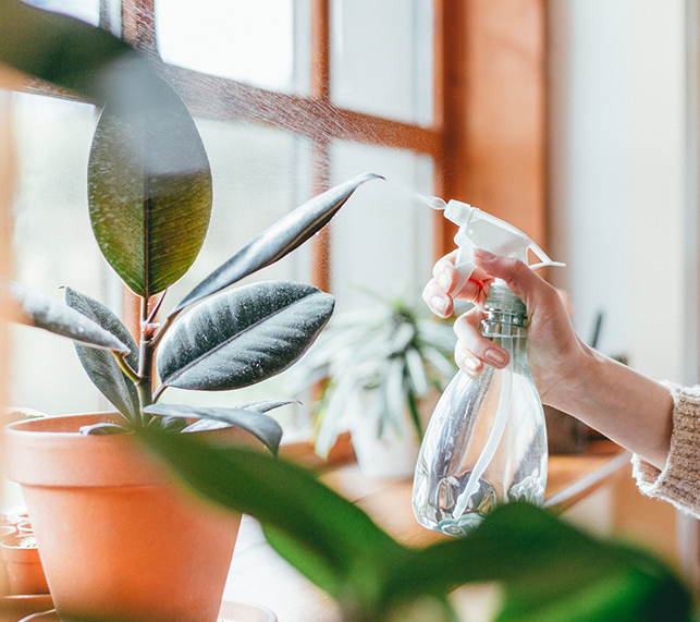 Misting Rubber Plant