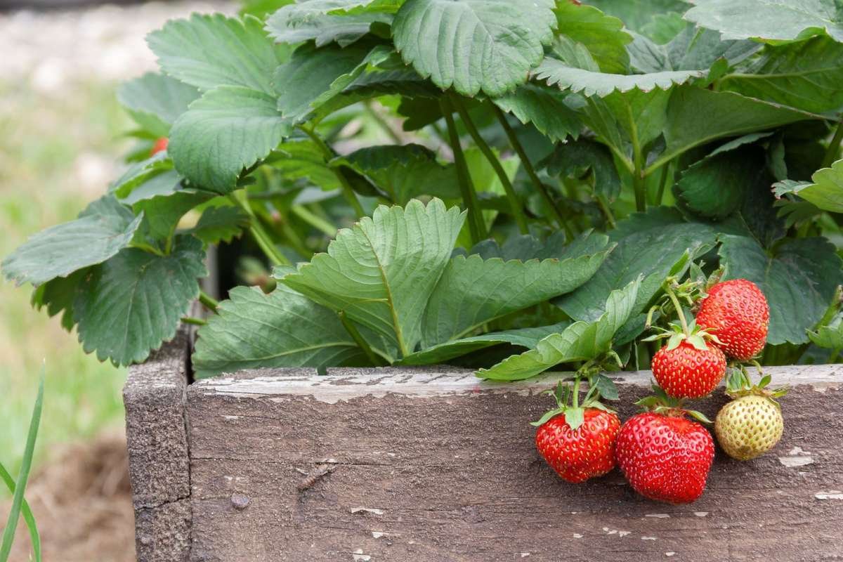Strawberries in raised garden bed