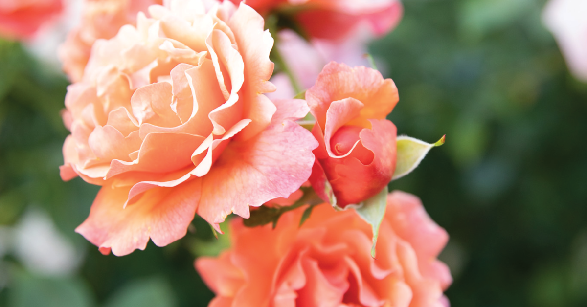 Rose bush blooming