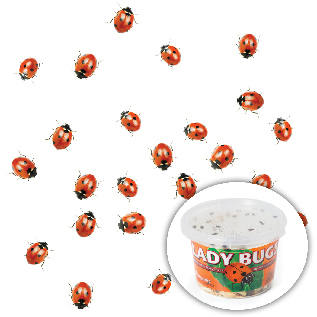Ladybug product container with ladybugs in background