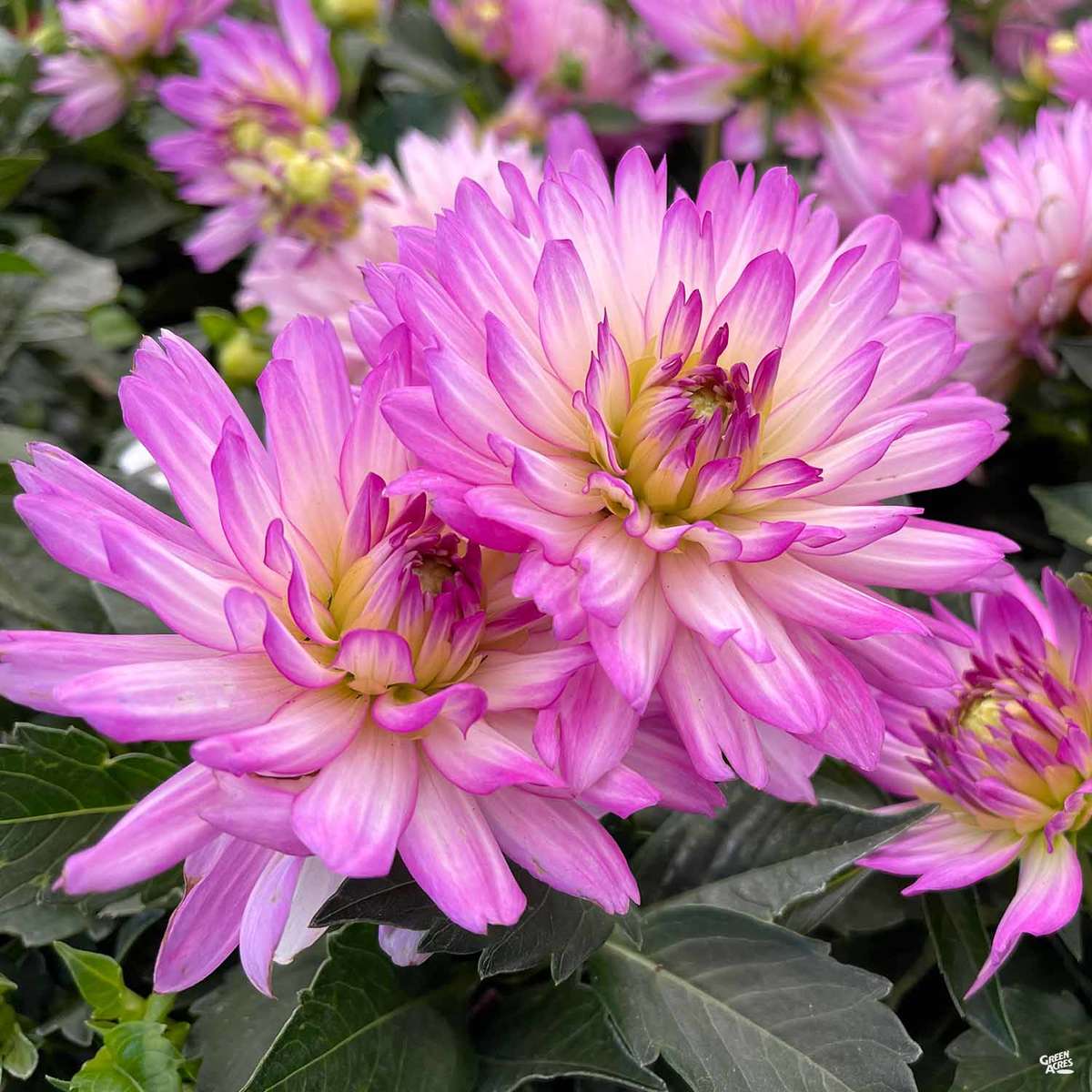 Dahlia