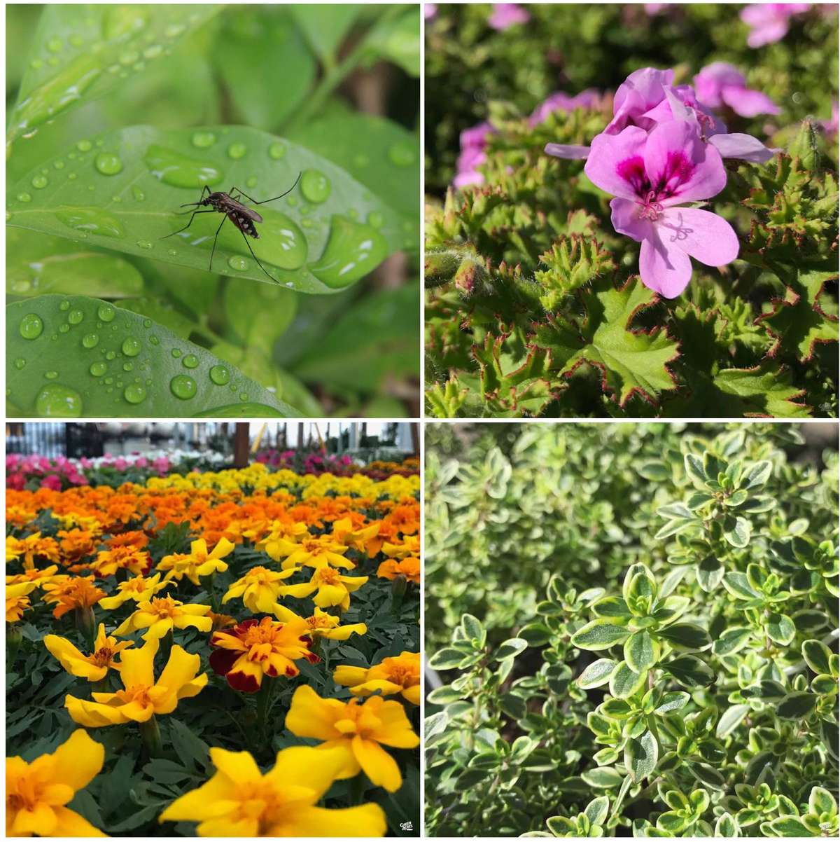 Mosquito on leaf. Citronella Geranium. Marigolds. Lemon Thyme.