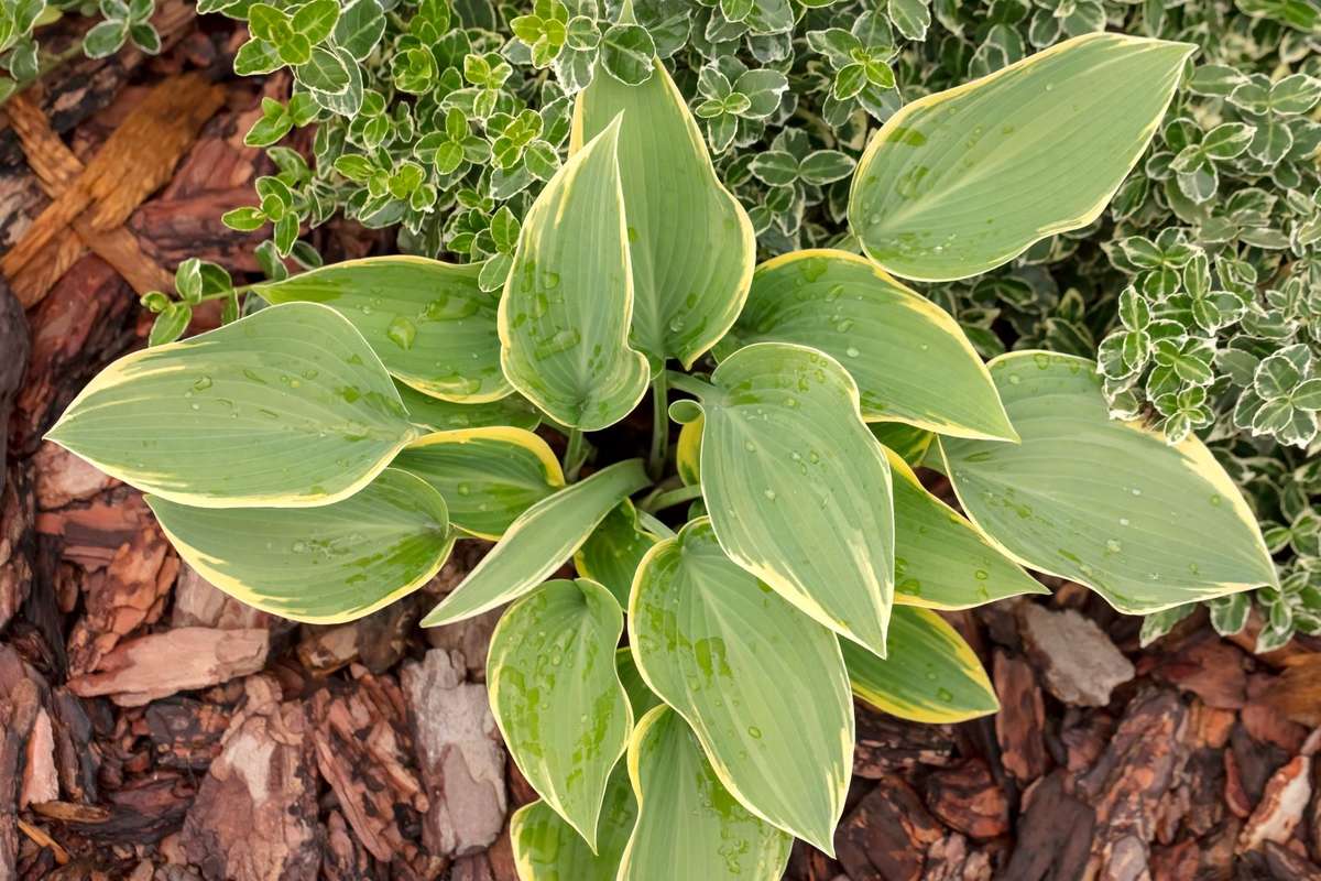 mulch around plants in garden bed