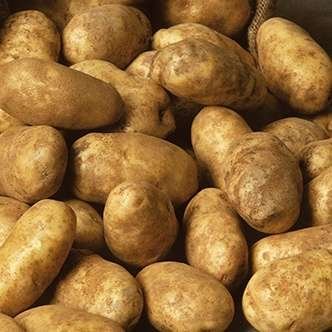Russet Goldrush Potato