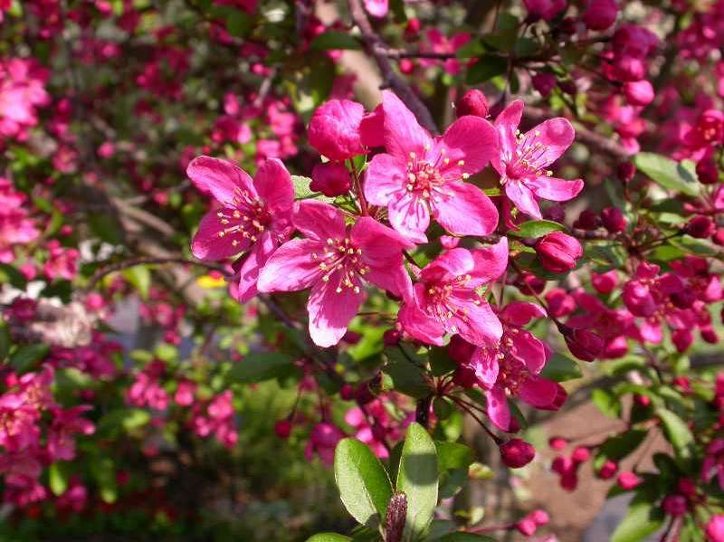 Close up of Flowering Crabapple Prairifire flowers