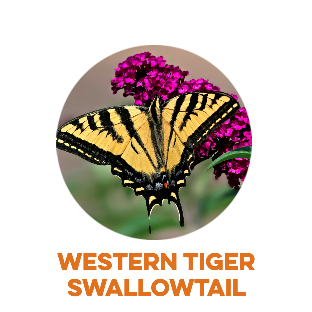 Wester Tiger Swallowtail Butterfly 