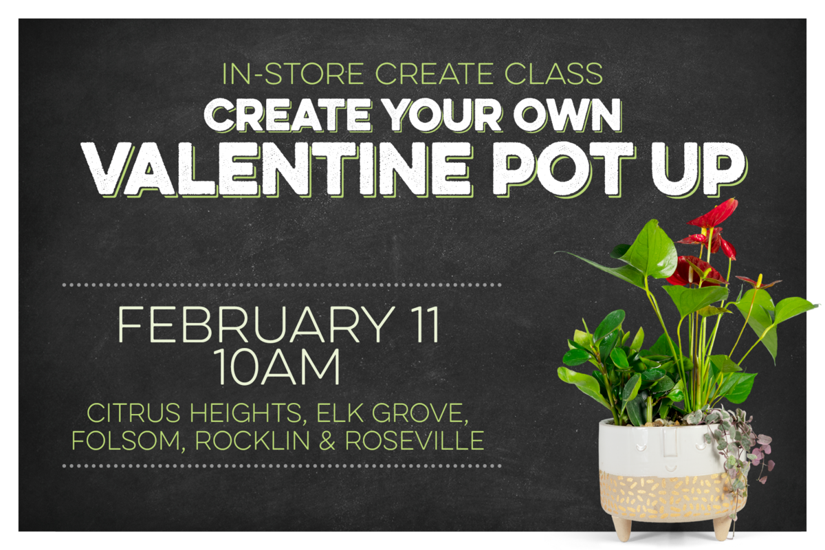 Instore Create Class - Create your own Valentine Pot Up - Feb 11 at 10am. Citrus Heights, Elk Grove, Folsom, Rocklin, and Roseville