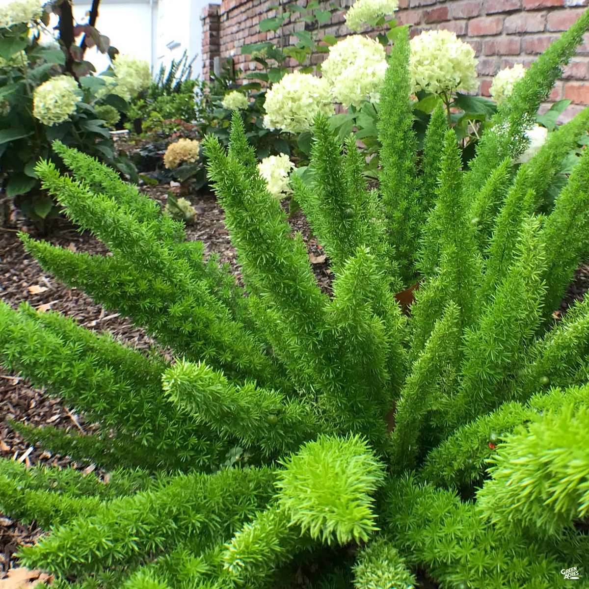 Foxtail Asparagus Fern