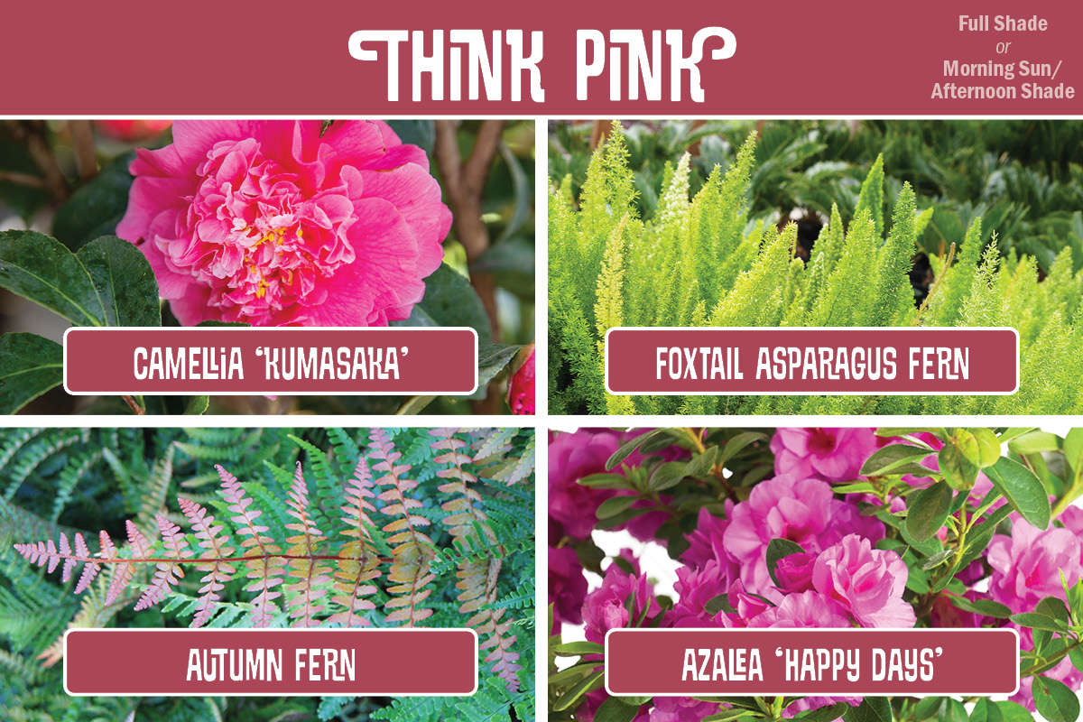 Plant Combination Camellia, Asparagus Fern, Autumn Fern, Azalea