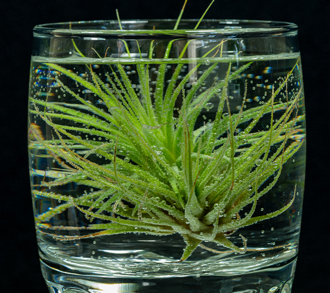 Air plant soaking in water