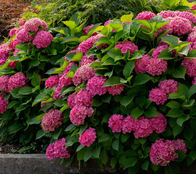 Old Wood Hydrangeas