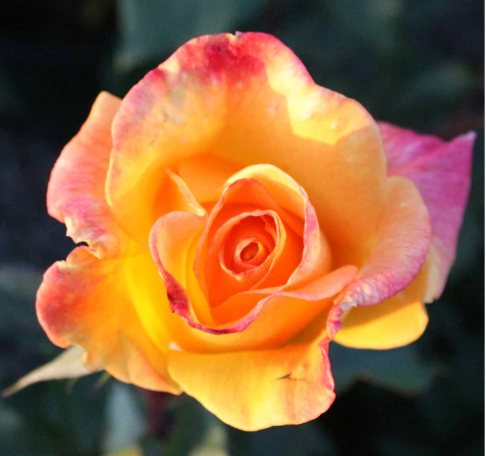 'Rio Samba' Rose that has vibrant colors of pink, orange and red.