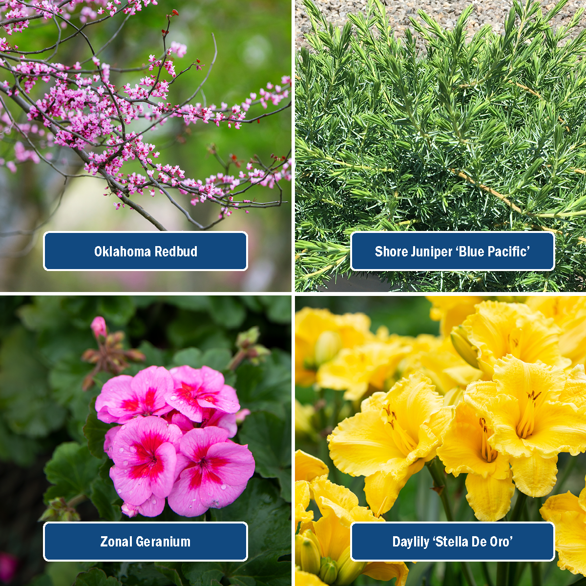 Plant List Includes: Oklahoma Redbud, Shor Juniper Blue Pacific, Zonal Geranium, Daylily Stella De Oro