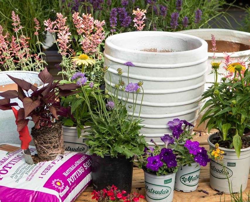 White Pottery with Flowering Perennials