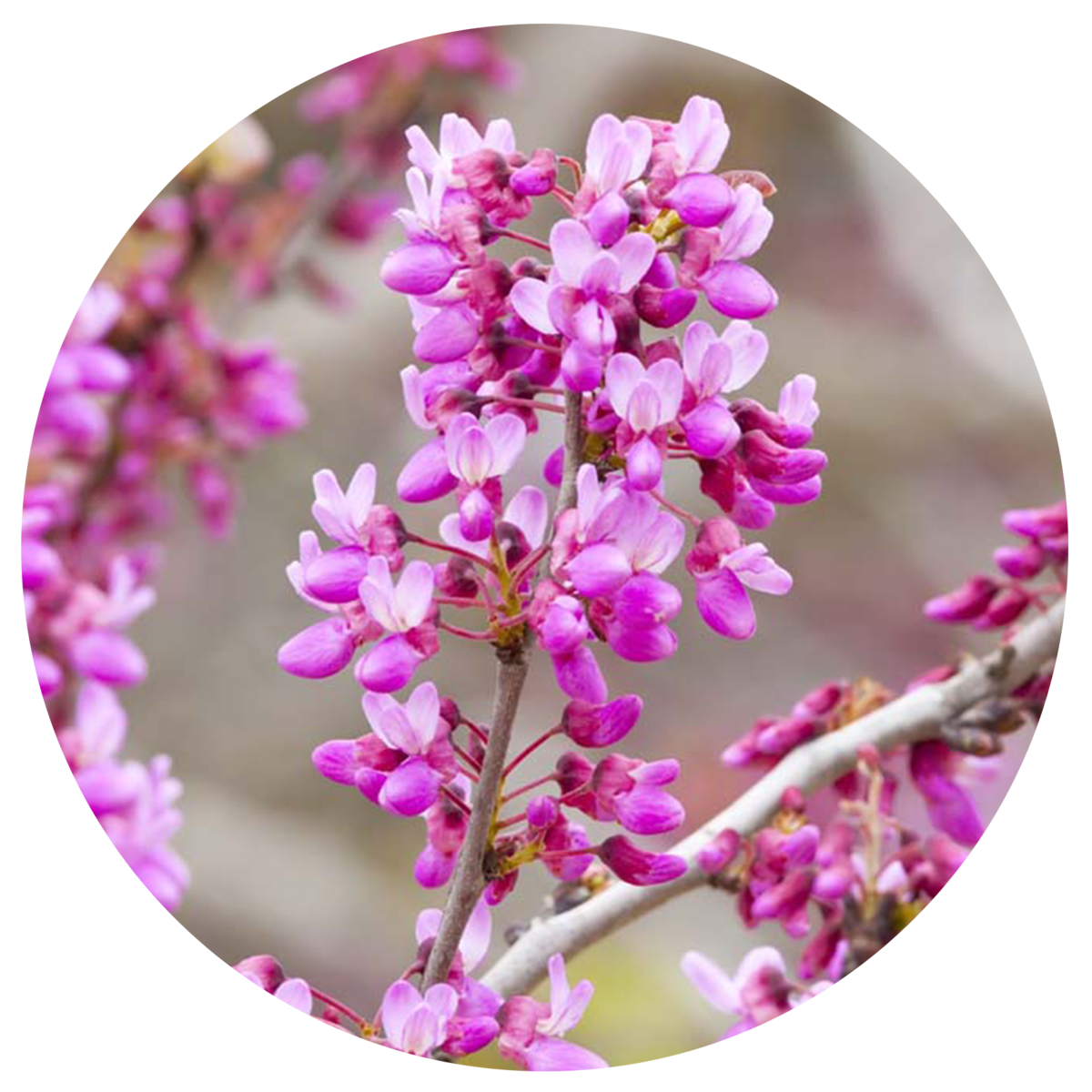 Oklahoma Redbud