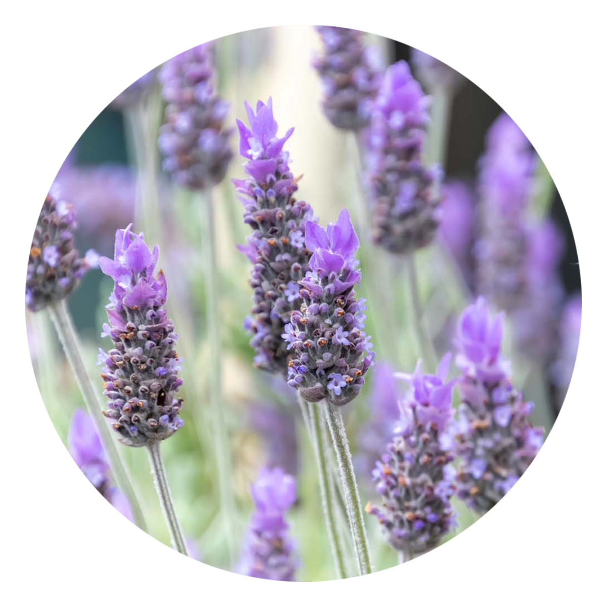 View Here: Lavender flower