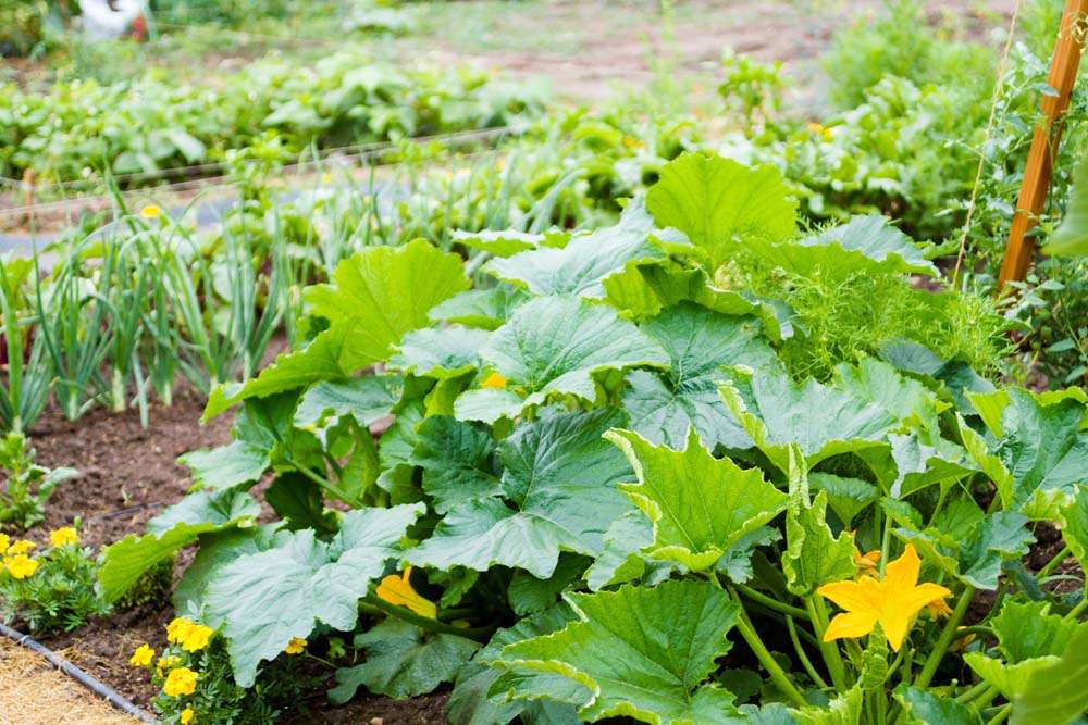 Squash plant in summer garden