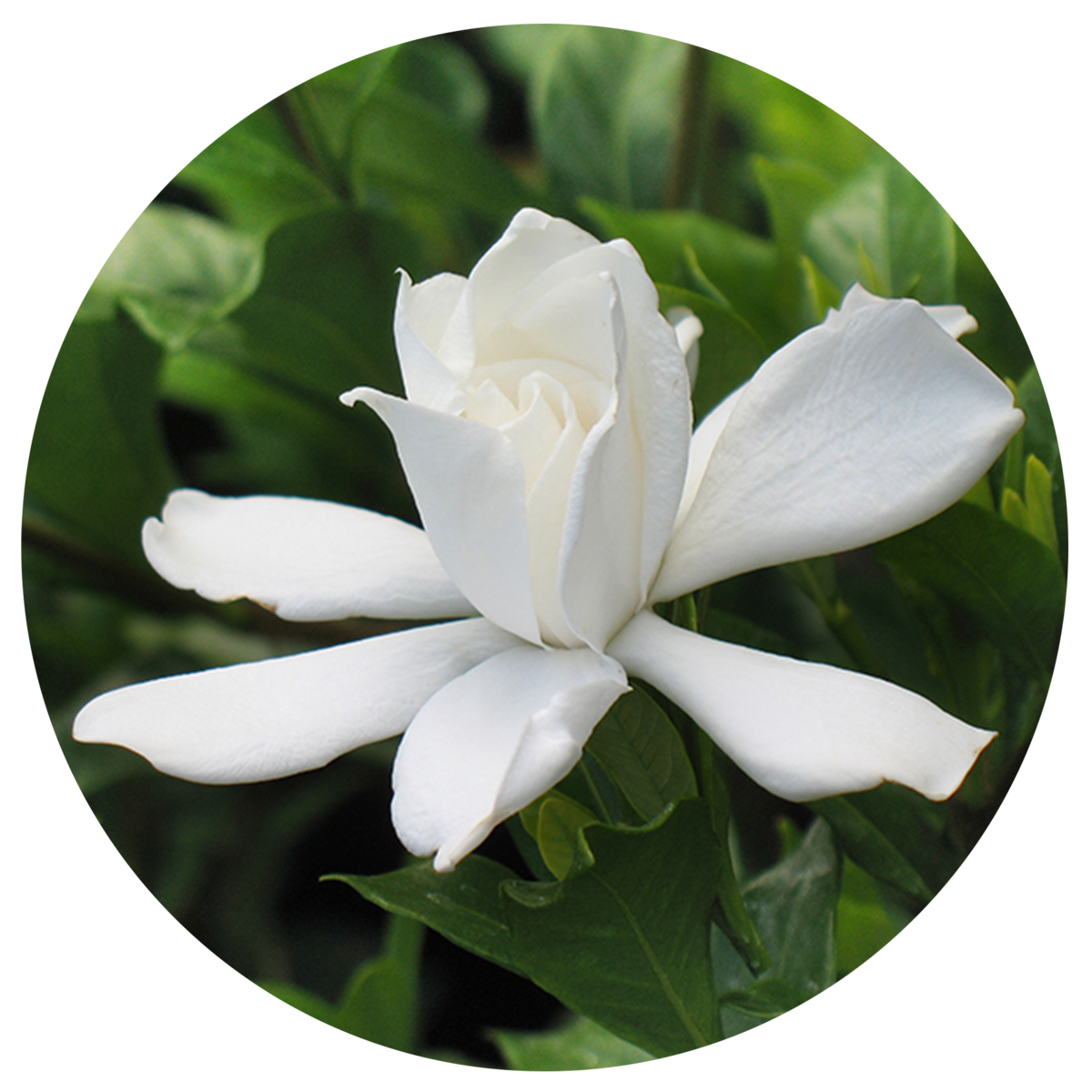 Gardenia 'August Beauty'