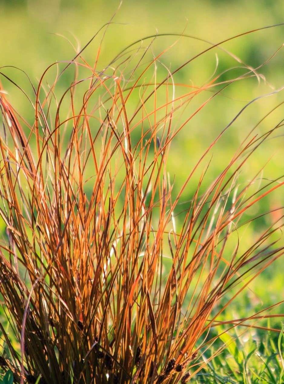 Orange Sedge