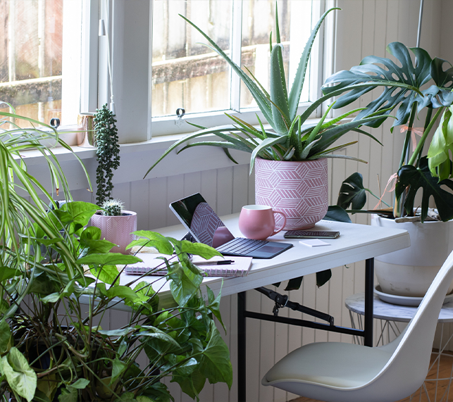 Plants surrounding desk