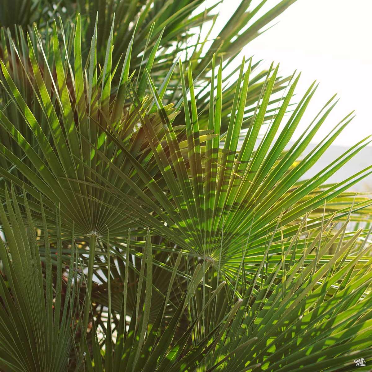 Mediterranean Fan Palm