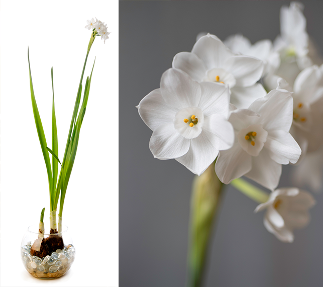 Paperwhite flowers in full bloom. Paperwhite in glass bowel sprouting from bulb.l bloom