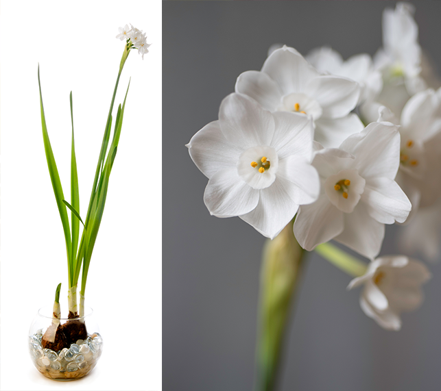 Paperwhites: Growing Paperwhite Flowers Indoors & Outdoors