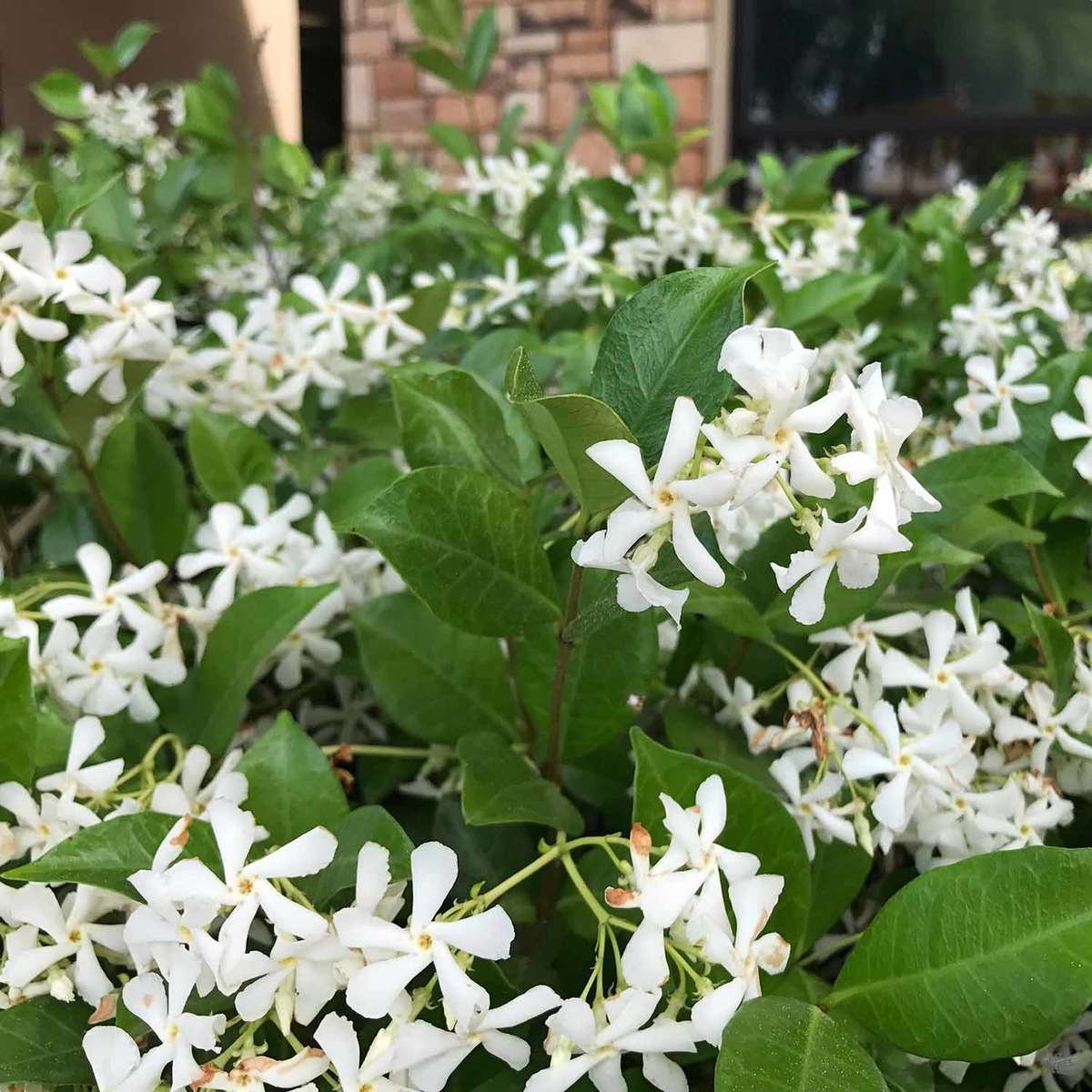 Star Jasmine with white blooms