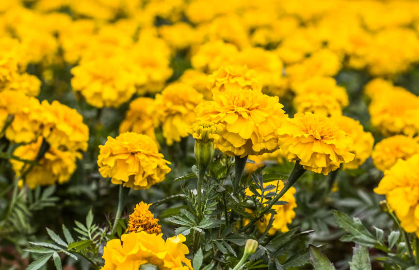 Yellow Marigolds