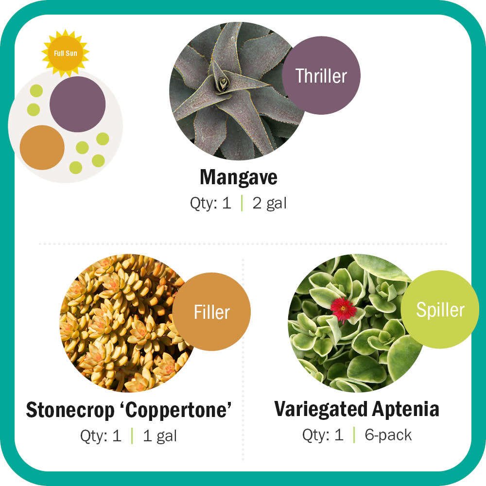 Mangave, Stonecrop, Aptenia