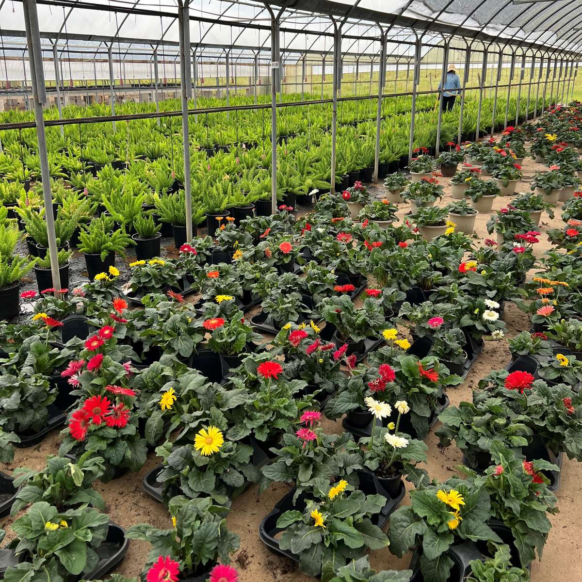 Gerbera Daisies growing at Powell Plants