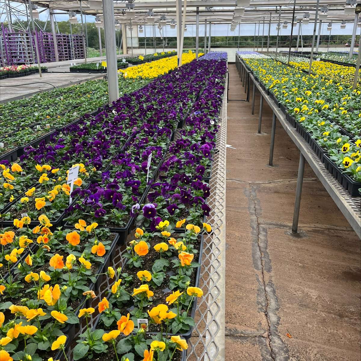 Pansies growing at Powell Plants