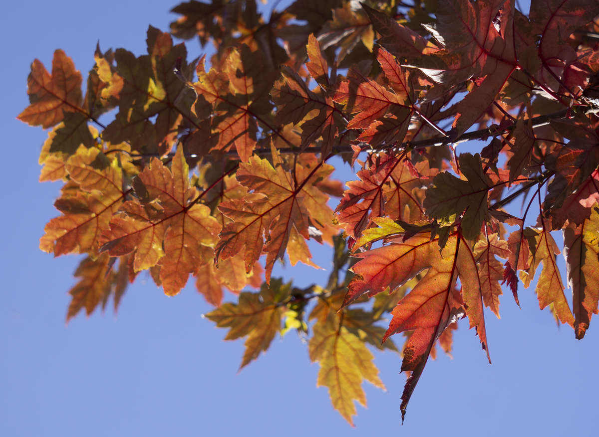 Red Maple Autumn Blaze