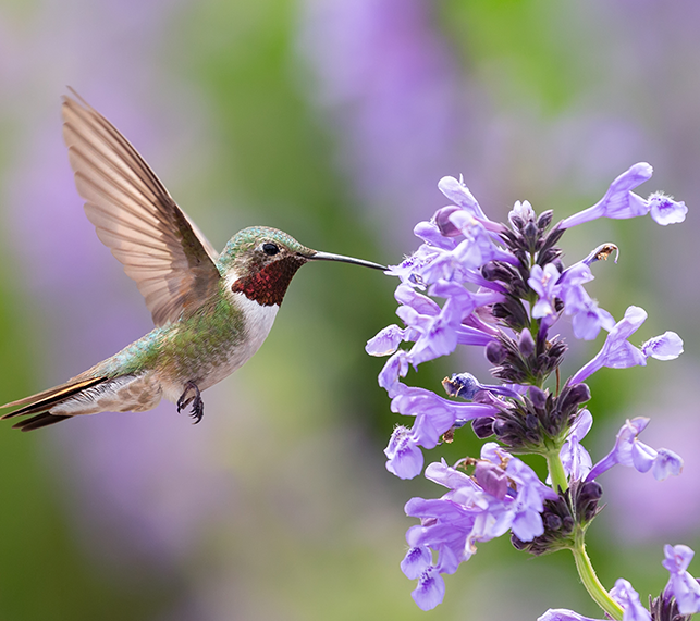 pretty hummingbirds