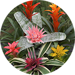 Aechmea fasciata ‘Morgana’ Bromeliads