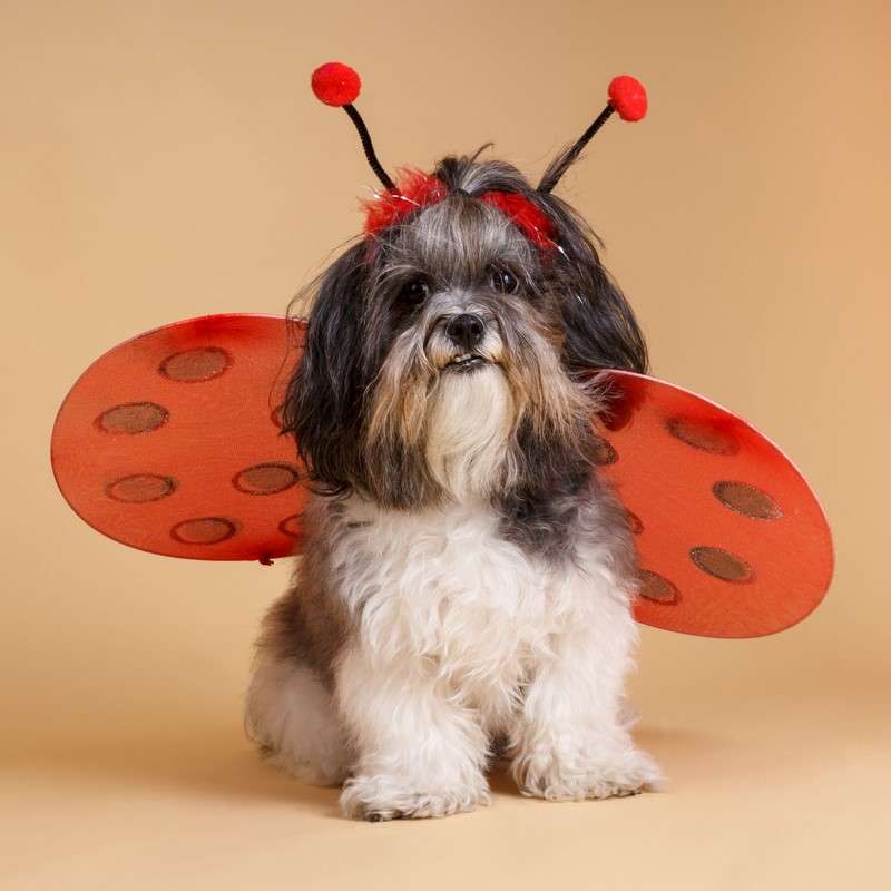 Dog in ladybug costume Dog in ladybug costume