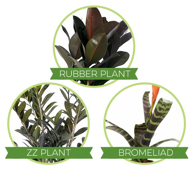 Rubber Plant, ZZ Plant, Bromeliad