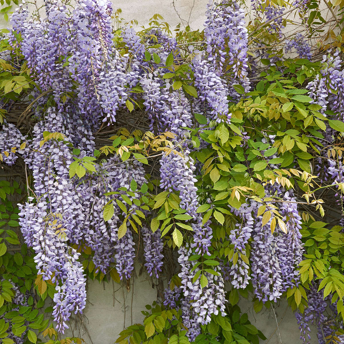 Blooming wisteria