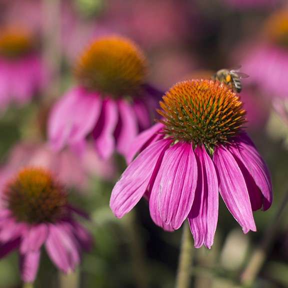 Coneflower