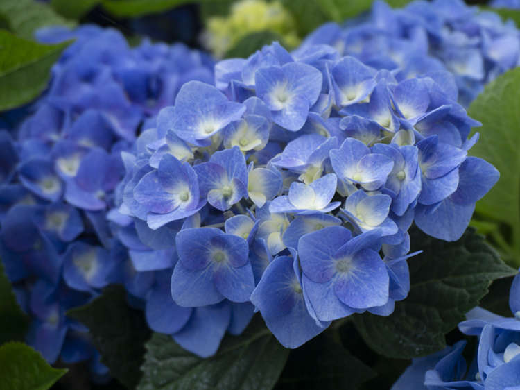 Bigleaf Hydrangea