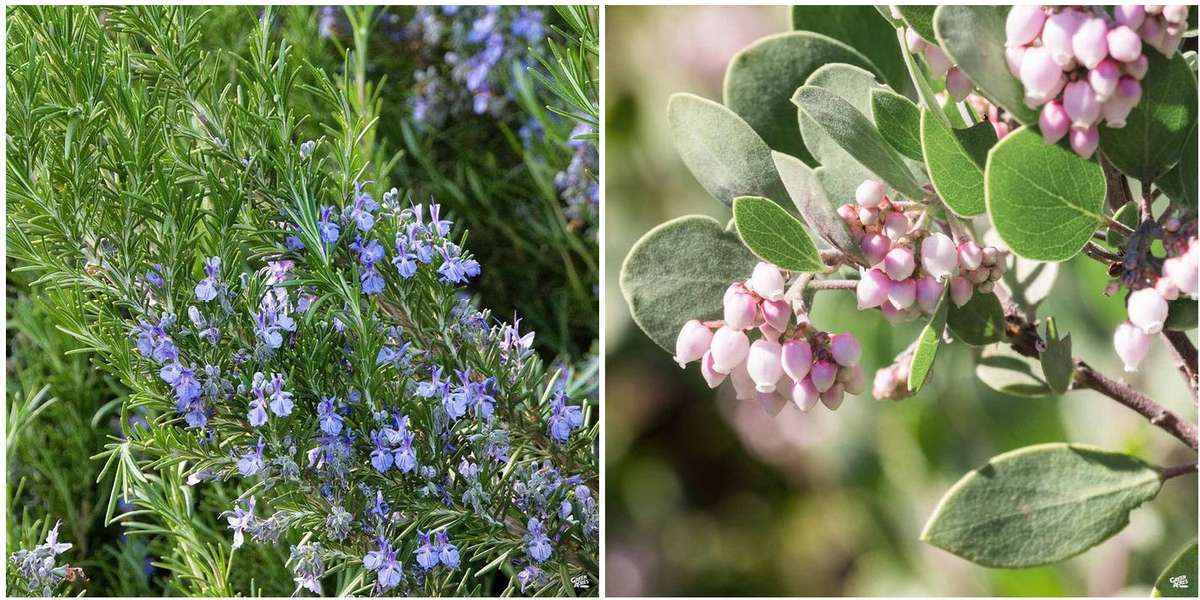 Rosemary and Manzanita in bloom