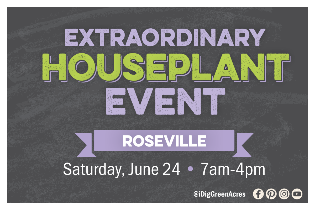 Extraordinary Houseplant Event , Roseville, Saturday, June 24 from 7am - 4om