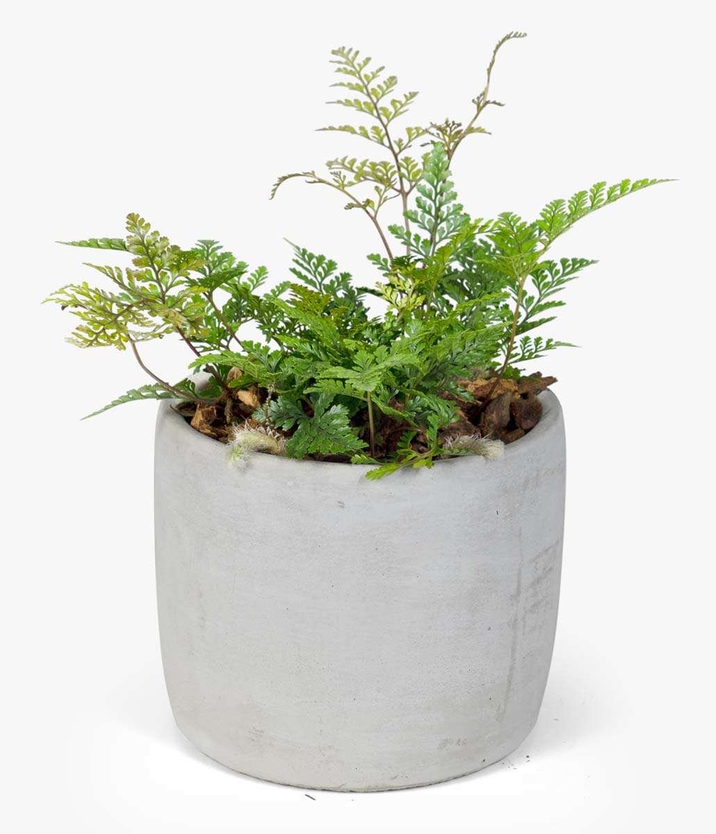 Avenue Pottery with Rabbit Fern