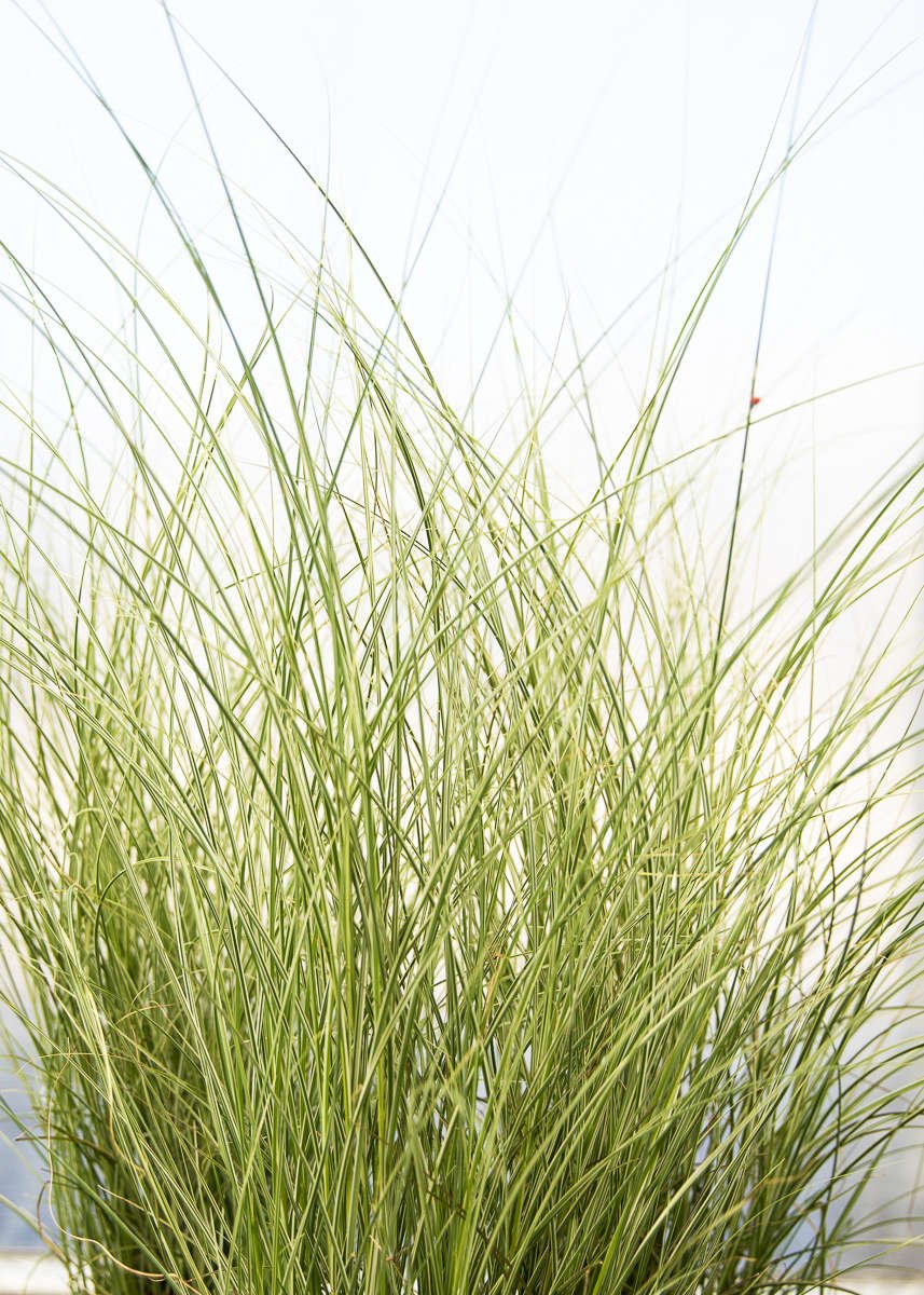 Grasses For The Masses Green Acres Nursery Supply